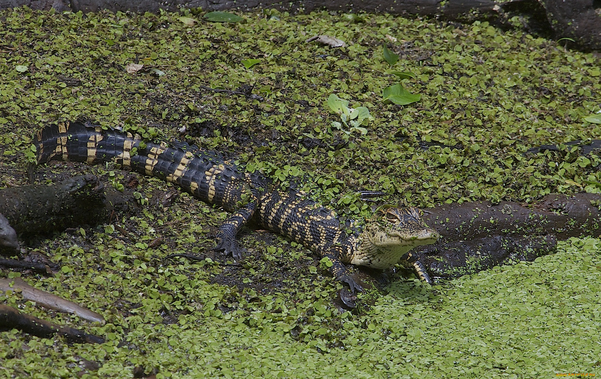 american alligator, , , 